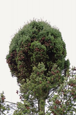 Pseudotsuga menziesii - douglaska tisolistá s čarověníkem 2021...